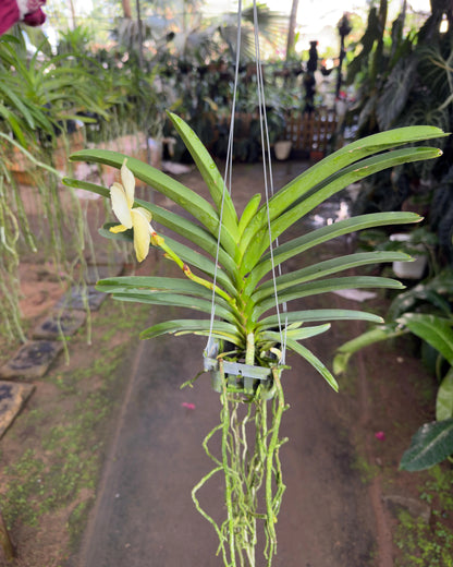 Vanda Ladda Daimond