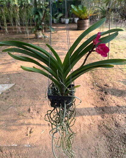 Vanda Udomchai Beauty
