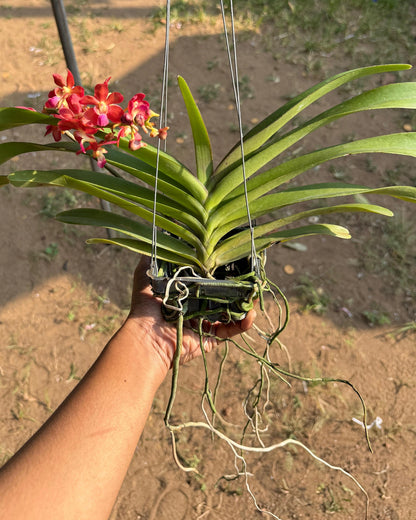 Perreiraara Tangofire (Bangkok Sunset x Renanthera Storiei )