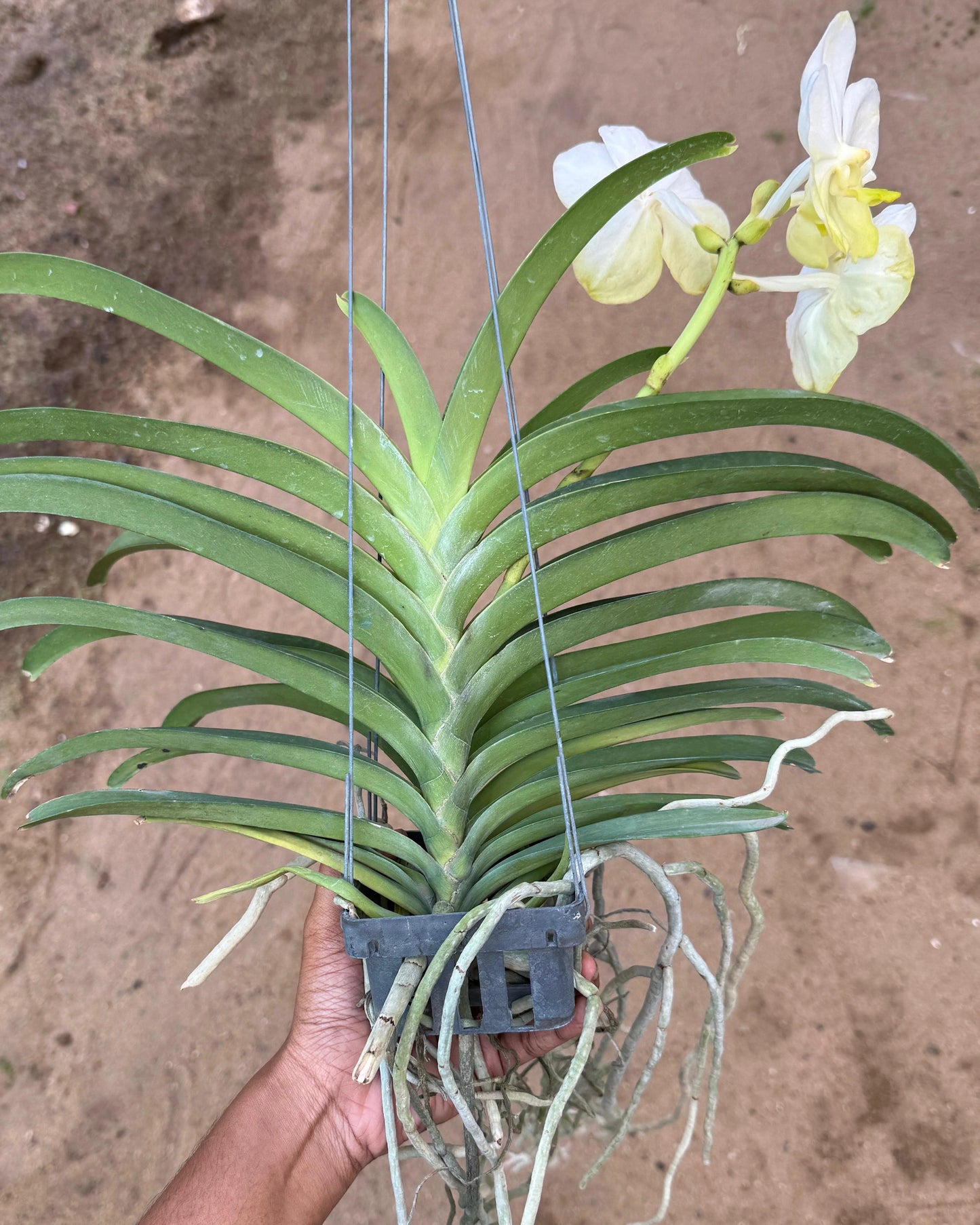 Vanda Renu Gold x Nopporn Gold