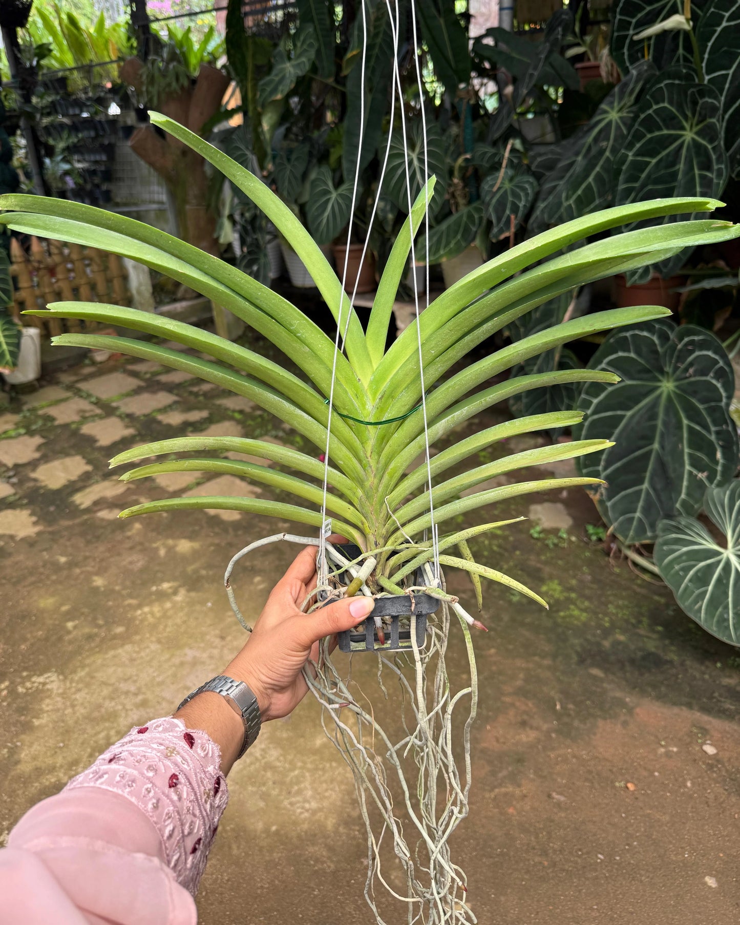 Vanda Siripat Pink