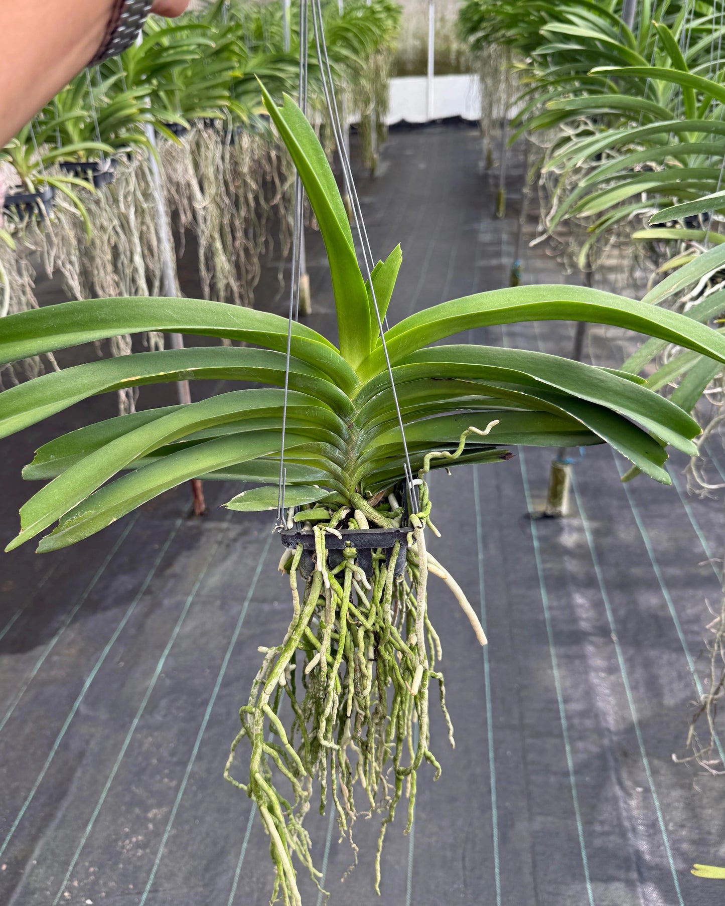 Vanda Maeklong Beauty
