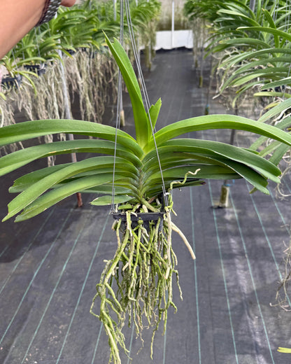 Vanda Maeklong Beauty