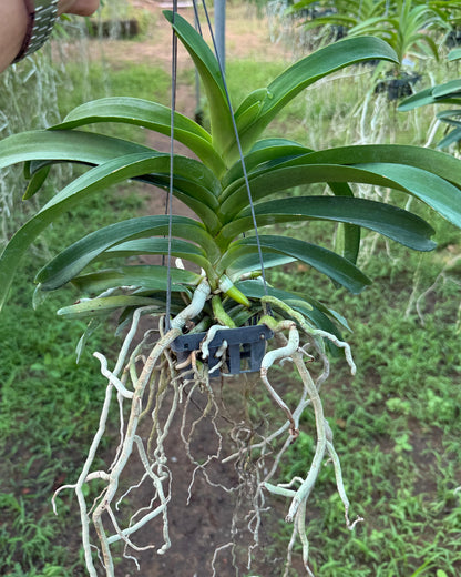 Vanda Kittipat Gold x Ratchaburi Beauty