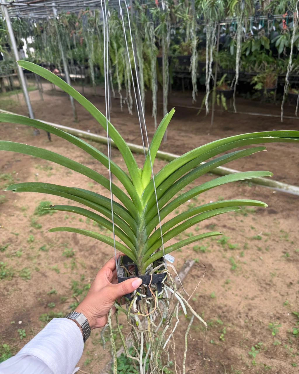 Vanda Pintuwadee