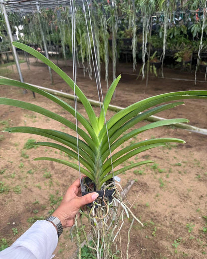 Vanda Pintuwadee
