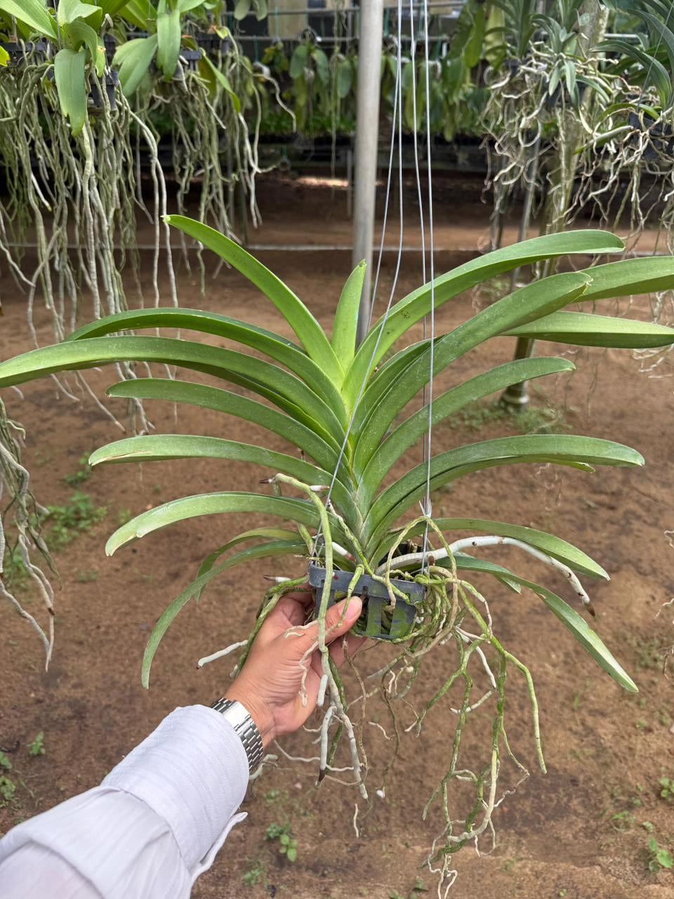 Vanda Viboon x Bitz's Hearthrob