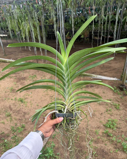 Vanda 2 tone x Kulwadee Fragrance