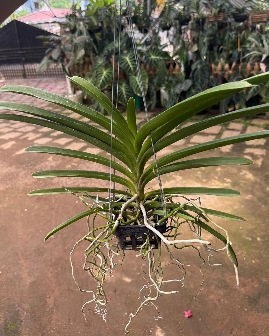 Vanda Siriwan Gold