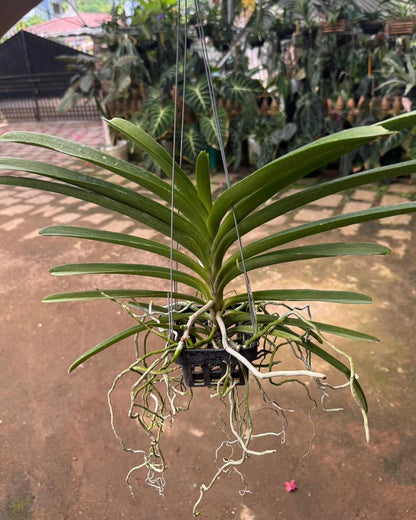 Vanda Siriwan Gold