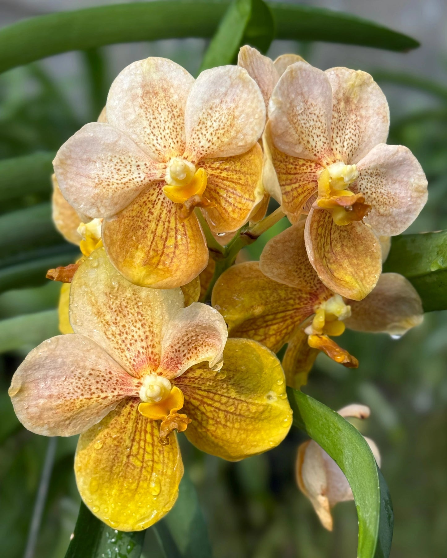 Vanda Kittipat Gold x Ratchaburi Beauty