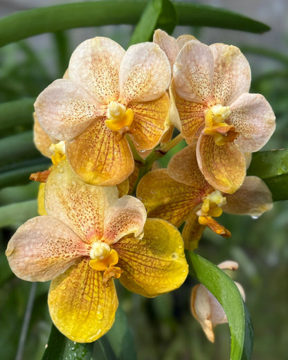 Vanda Kittipat Gold x Ratchaburi Beauty
