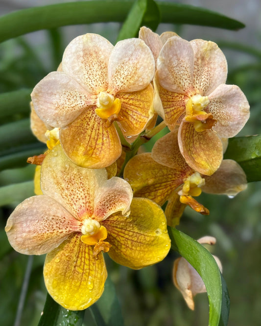 Vanda Kittipat Gold x Ratchaburi Beauty