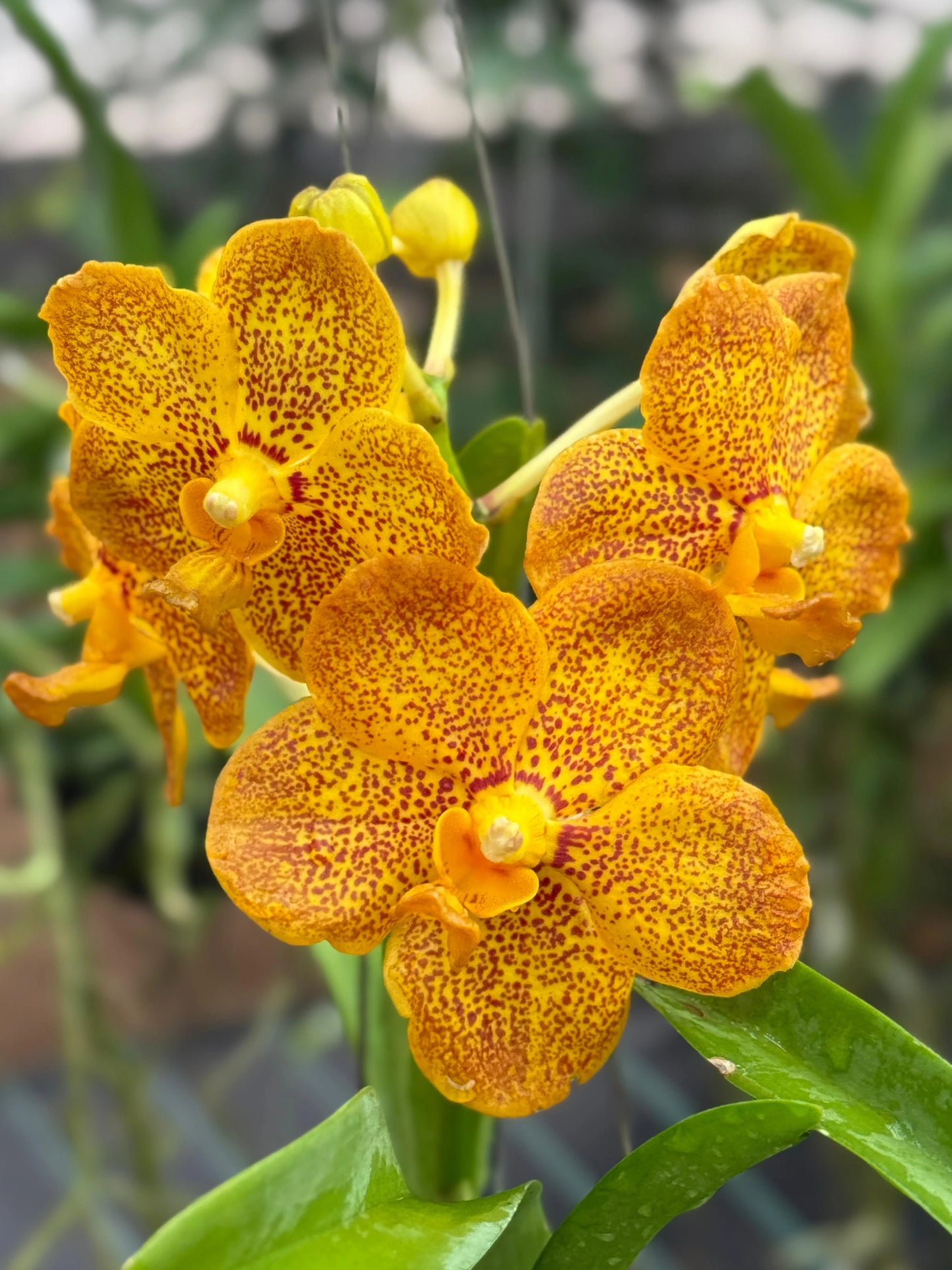 Vanda Kittipat Gold x Ratchaburi Beauty