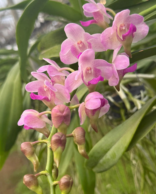 Vanda Gigantea x Lawrencea
