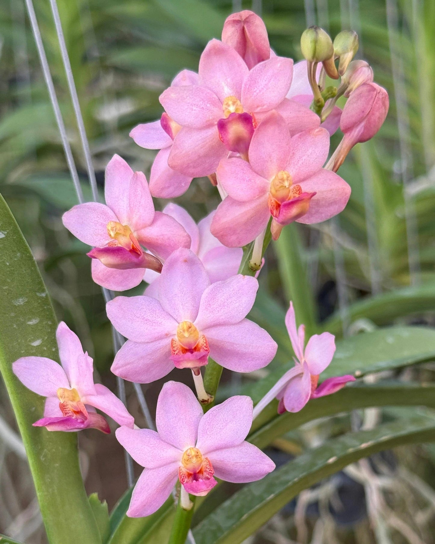 Vanda Prachit Gold x Rhyncostylis Gigantea Hybrid