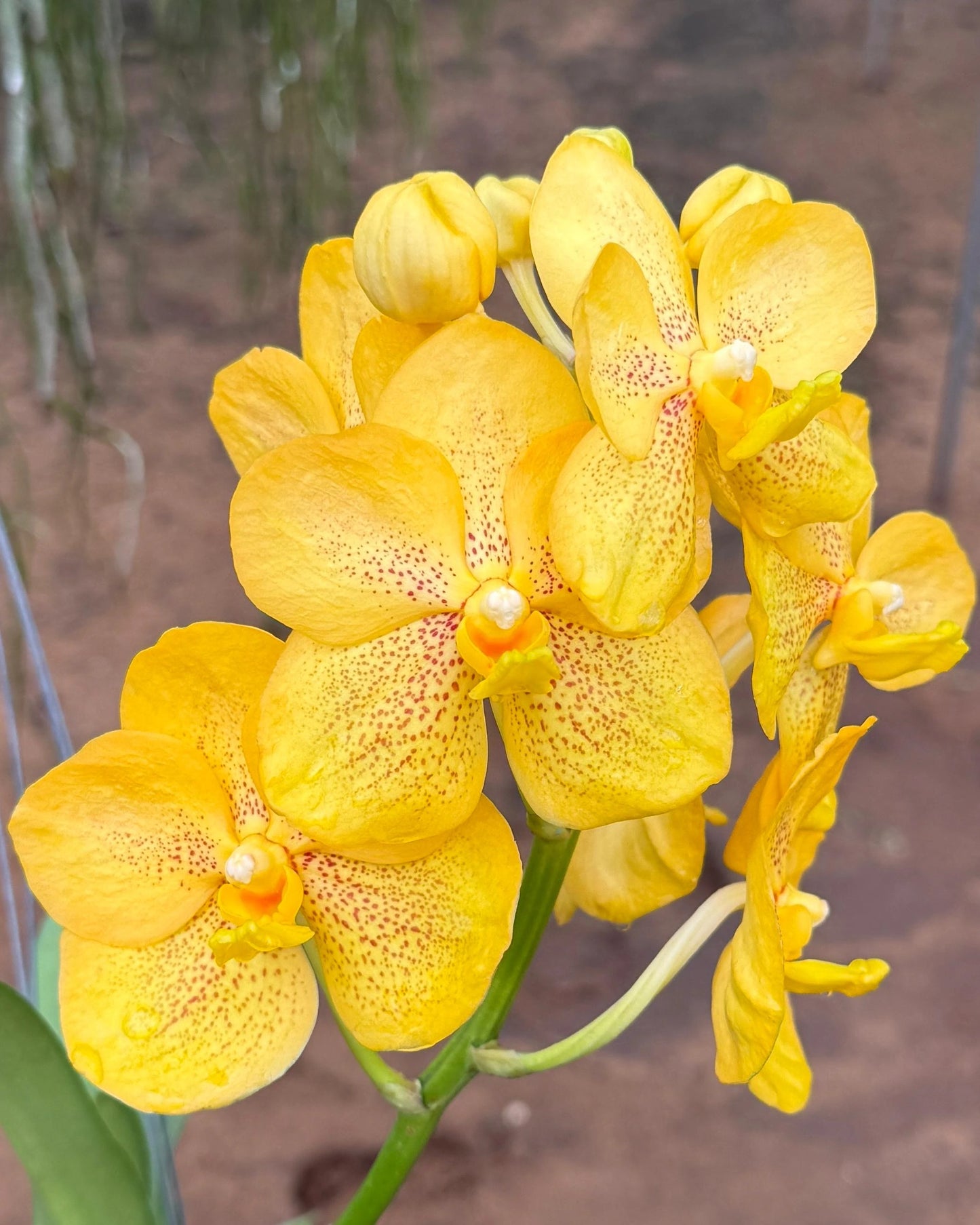 Vanda Kittipat Gold x Ratchaburi Beauty
