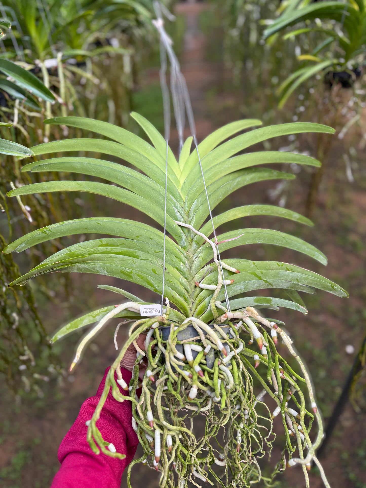 Vanda Jularak Blue