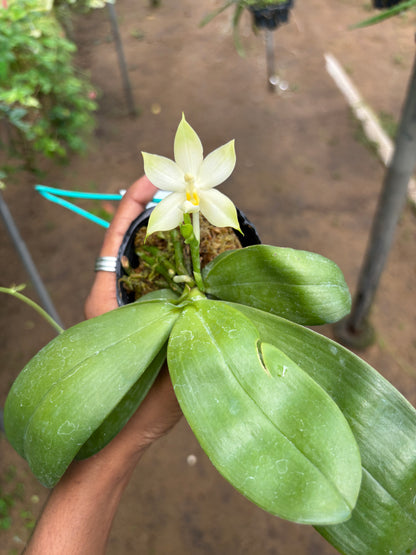 Phal. Bellina Alba