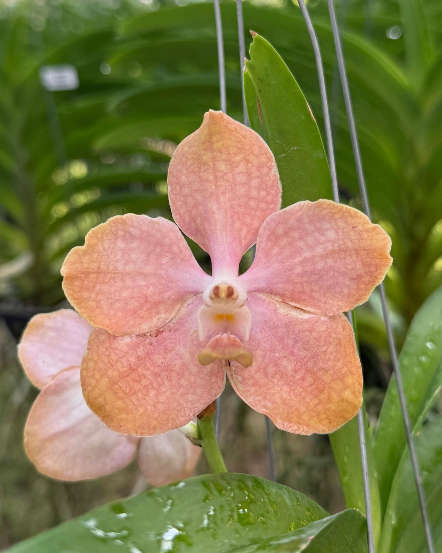 Vanda Ami x Somthawil