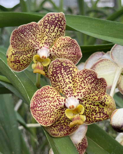 Vanda Kulwadee Fragrance x Somthavil