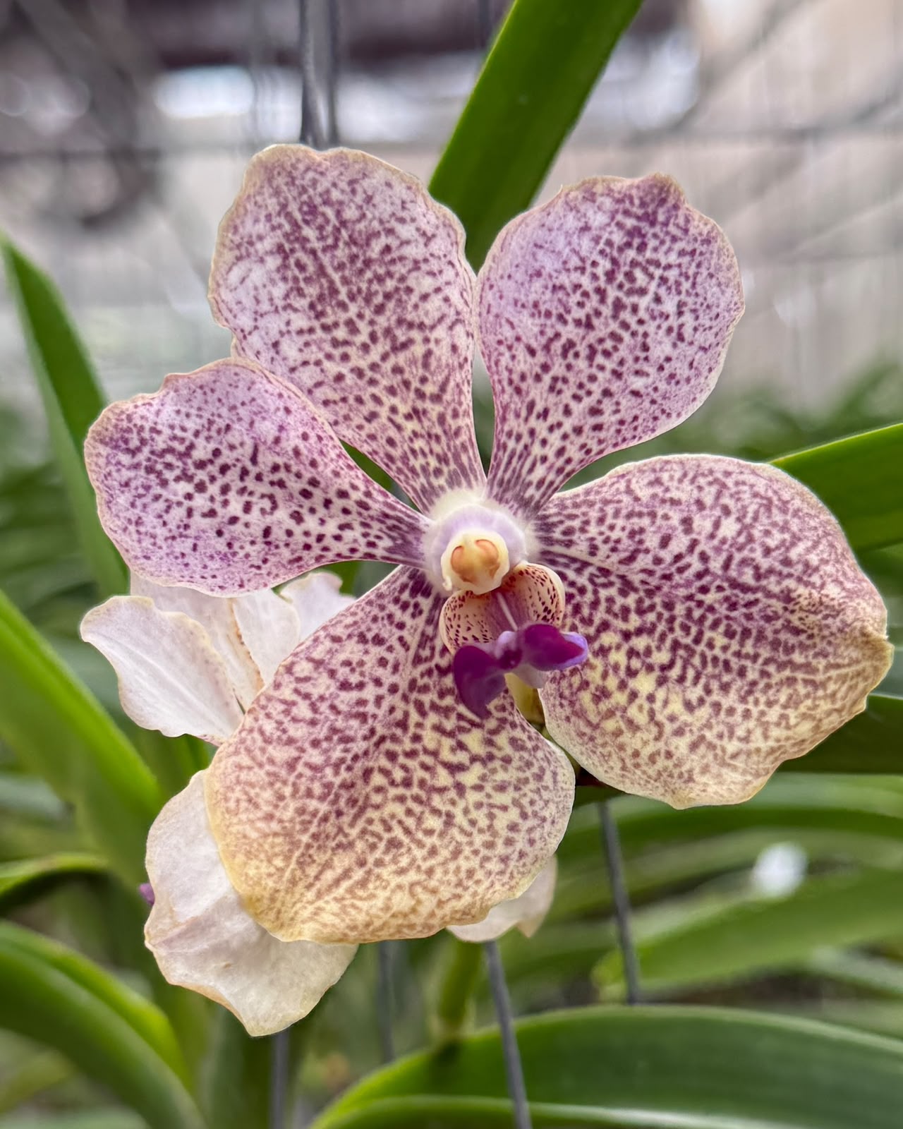 Vanda Two Tone Pink x Mimi Palmer