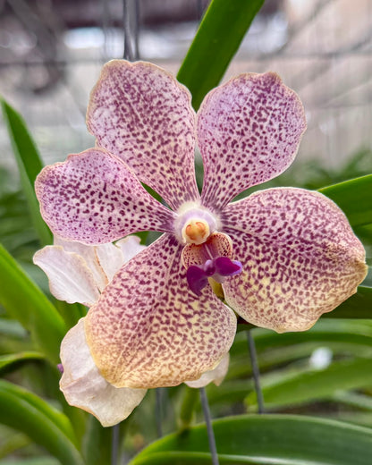 Vanda Two Tone Pink x Mimi Palmer