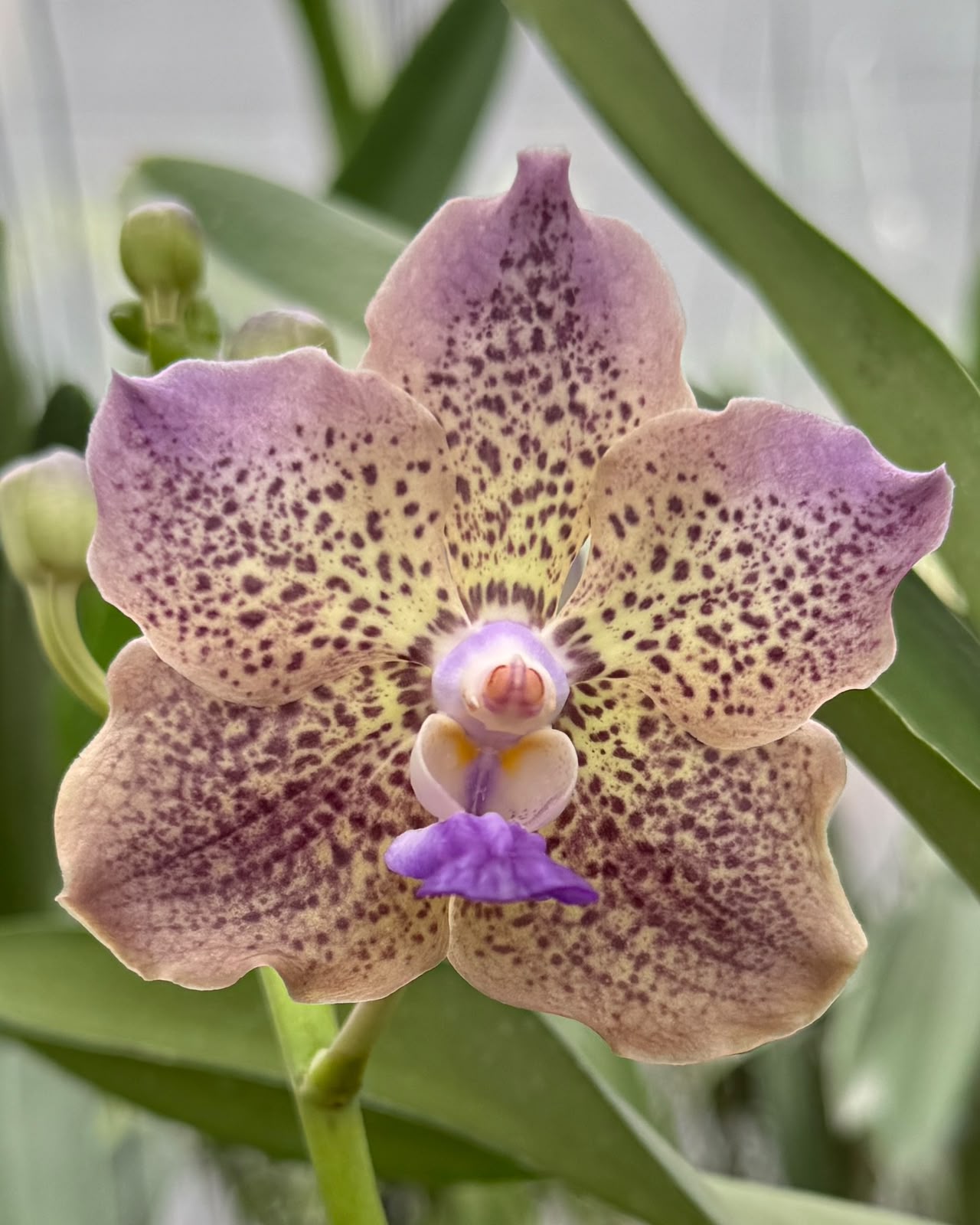 Vanda Two Tone Pink x Mimi Palmer