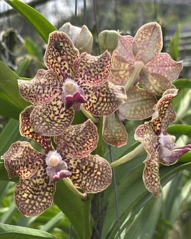 Vanda Prapathon Gold x Thai Spot x Tessellata
