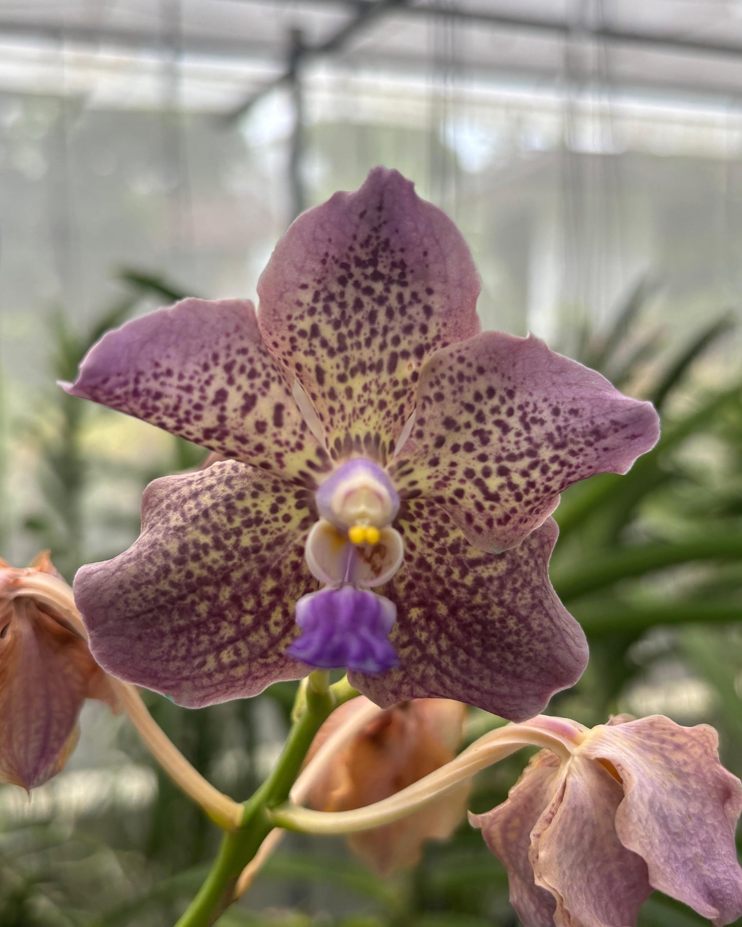 Vanda Two Tone X Mimi Palmer