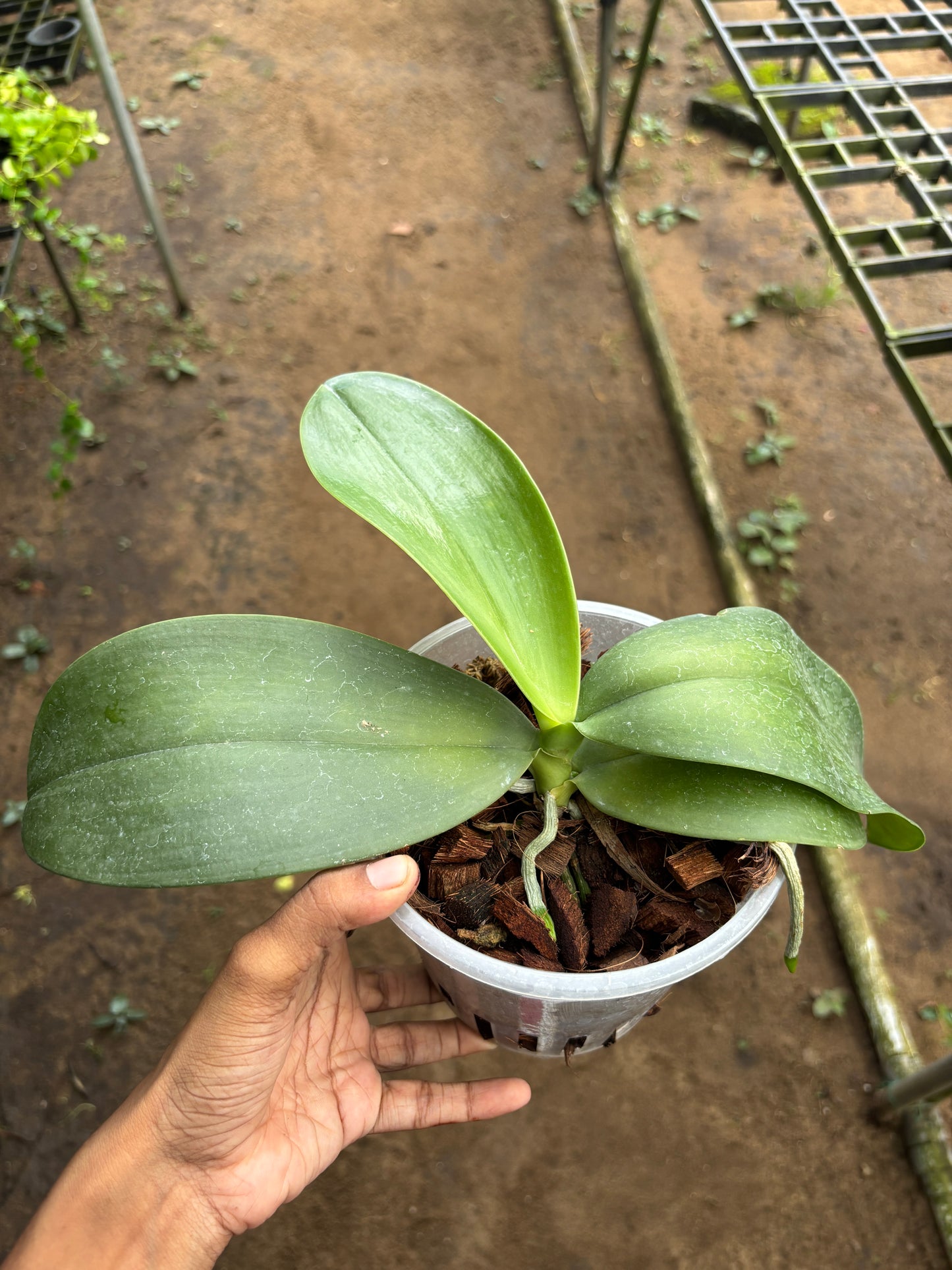 Phal. Gigantea x LD's Bear Queen
