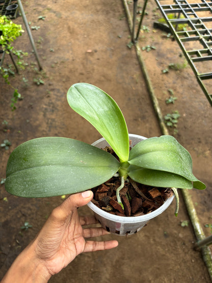 Phal. Gigantea x LD's Bear Queen