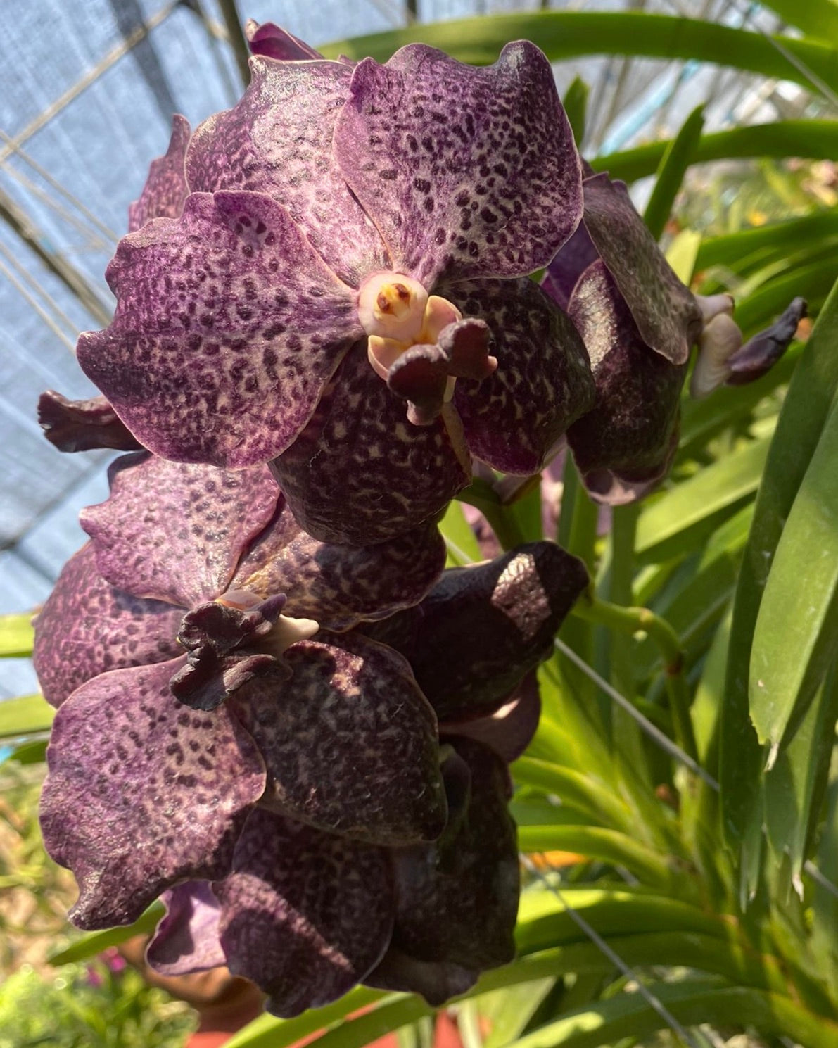 Vanda Kulwadee Fragrance x Tessellata