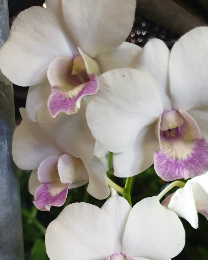 Dendrobium K 50 (6 inch Potted)