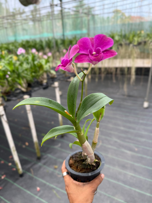 Dendrobium K-3246