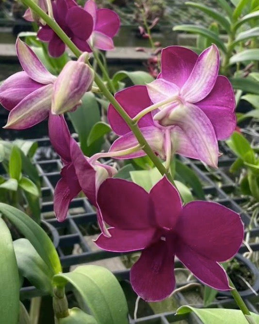 Dendrobium 911 Red