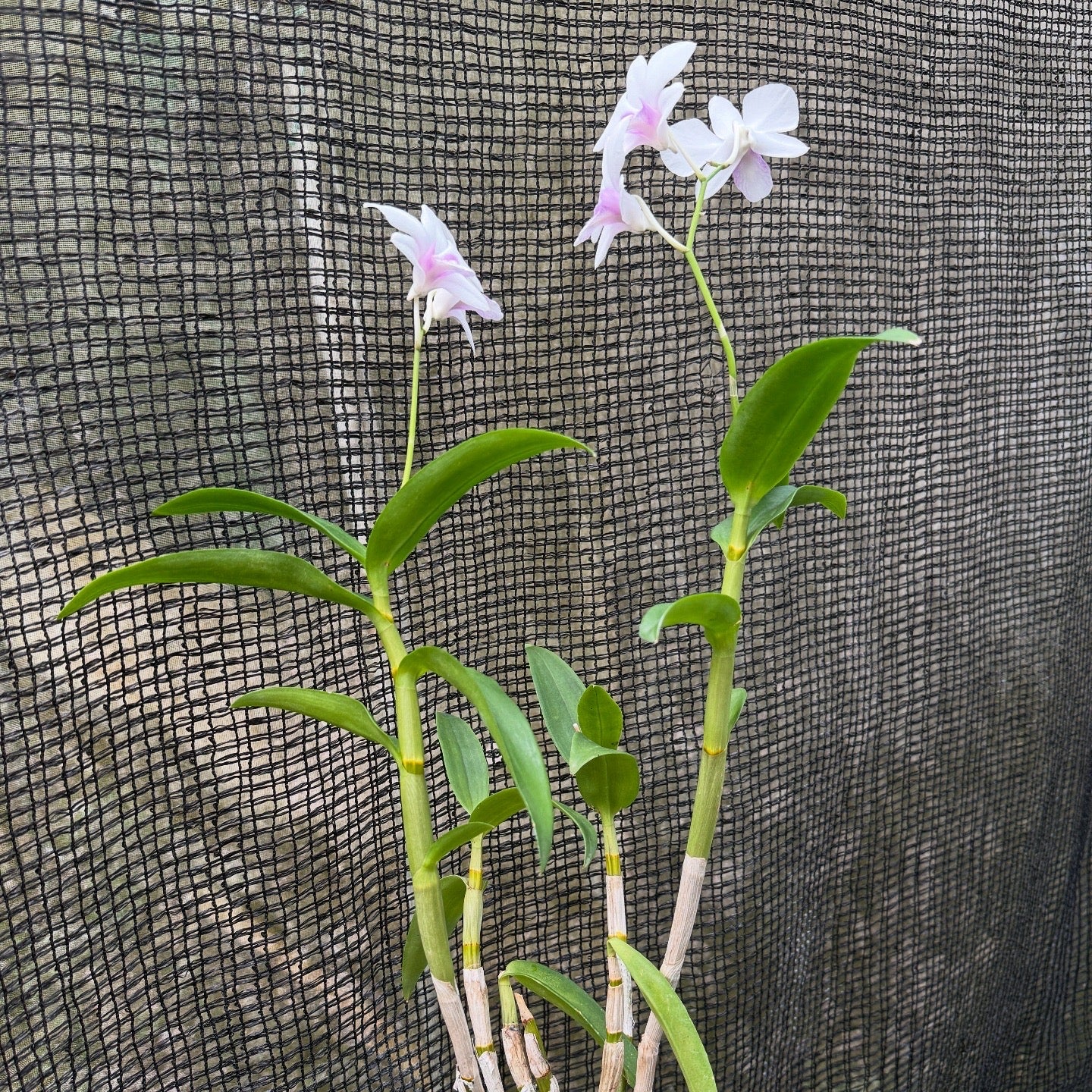 Dendrobium White Pink Lip