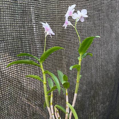 Dendrobium White Pink Lip