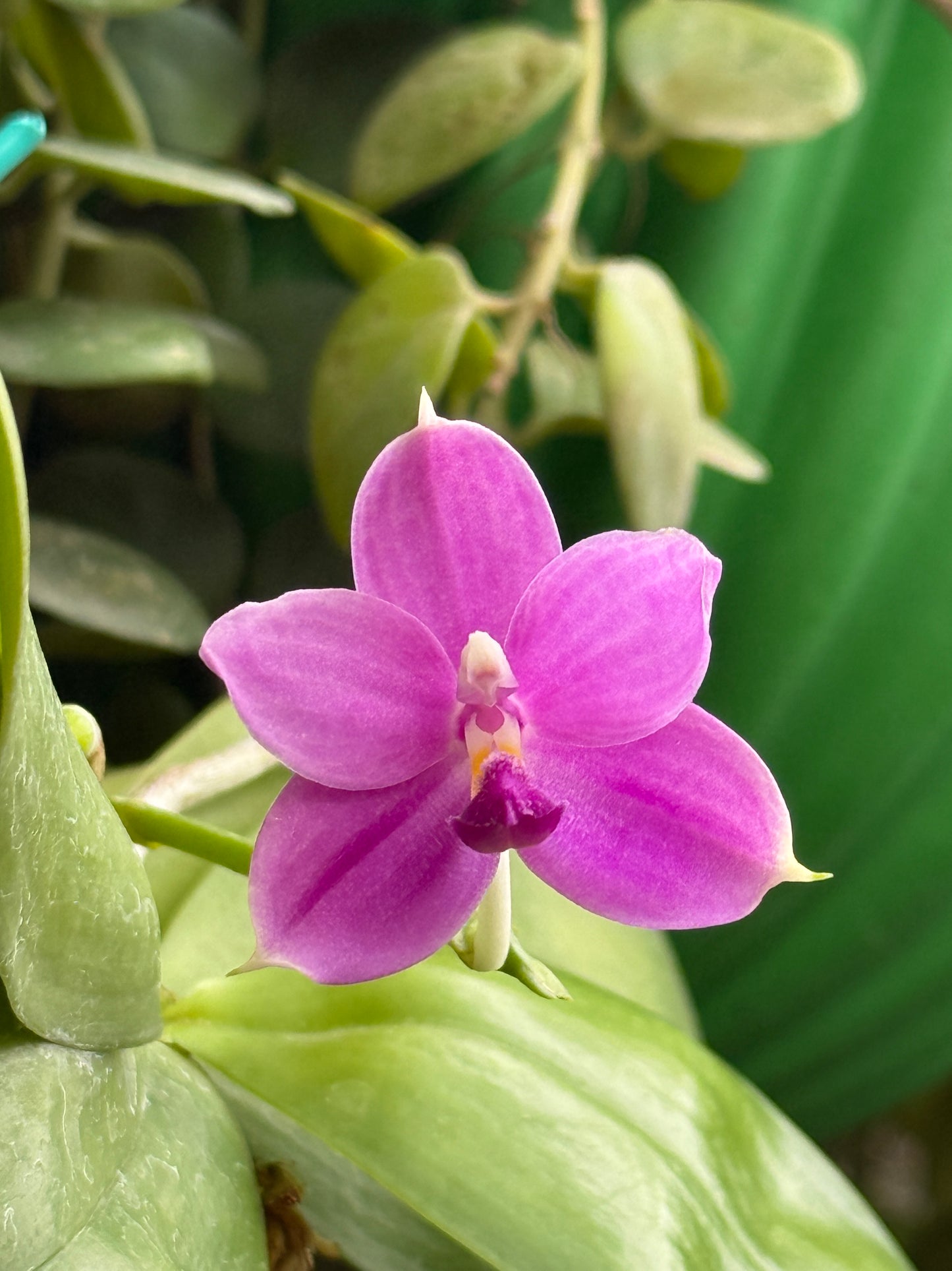 Phal. Speciosa Sky Blue x Phal. Violacea Indigo