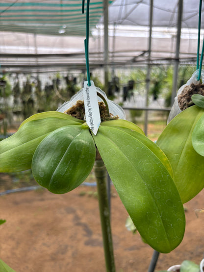 Phal. Speciosa Sky Blue x Phal. Violacea Indigo