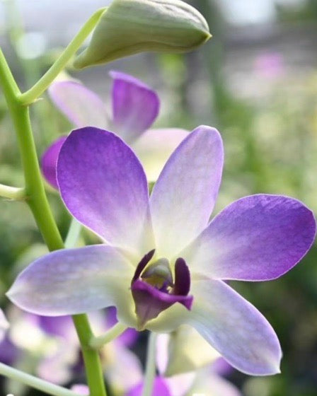 Dendrobium Aree Dang Blue
