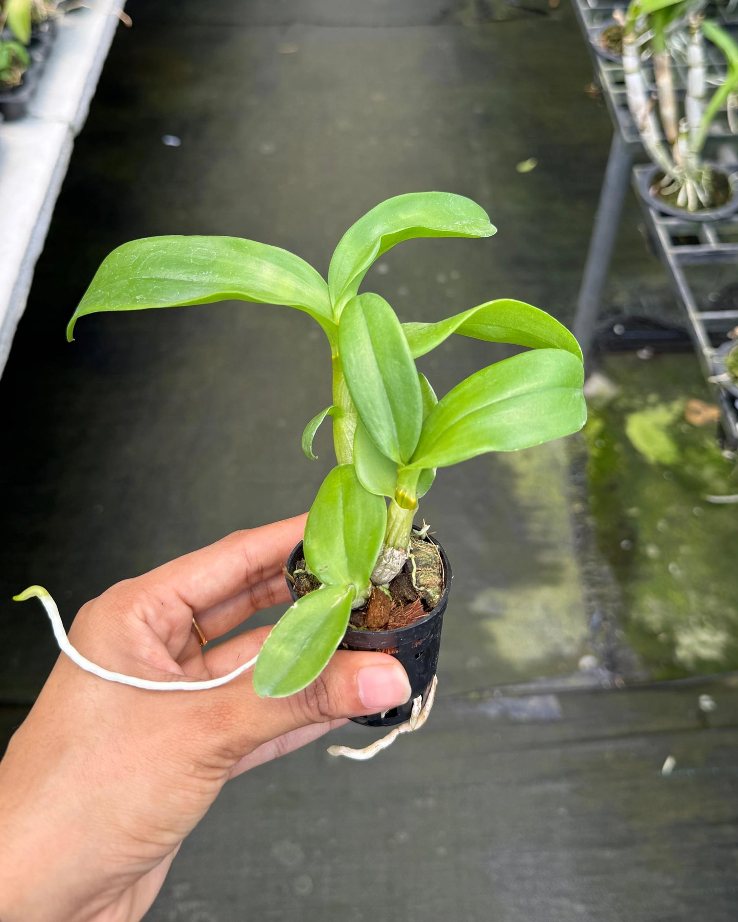 Dendrobium Aree Dang Blue