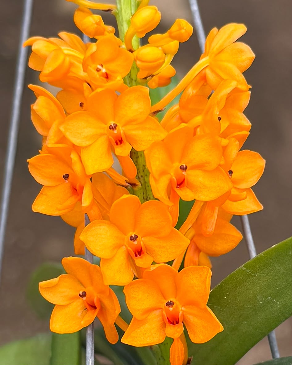 Vanda Ascocentrum Miniatum Orange