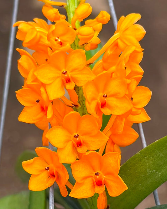 Vanda Ascocentrum Miniatum Orange