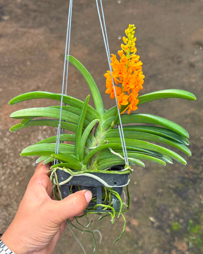 Vanda Ascocentrum Miniatum Orange