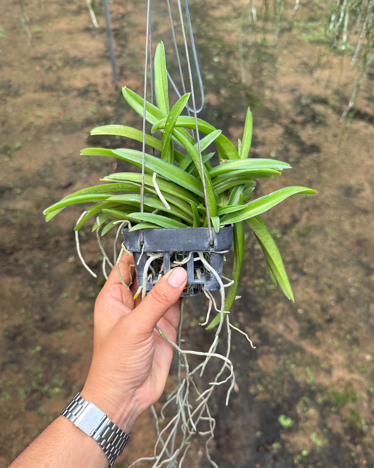 Vanda Ascocentrum Miniatum Orange