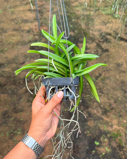 Vanda Ascocentrum Miniatum Orange