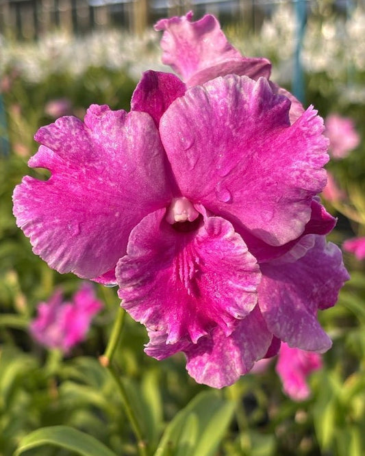 Dendobrium Pink Hybrid (6 inch Potted) orchid