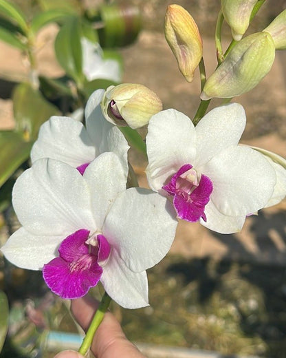 Dendrobium Big Charming