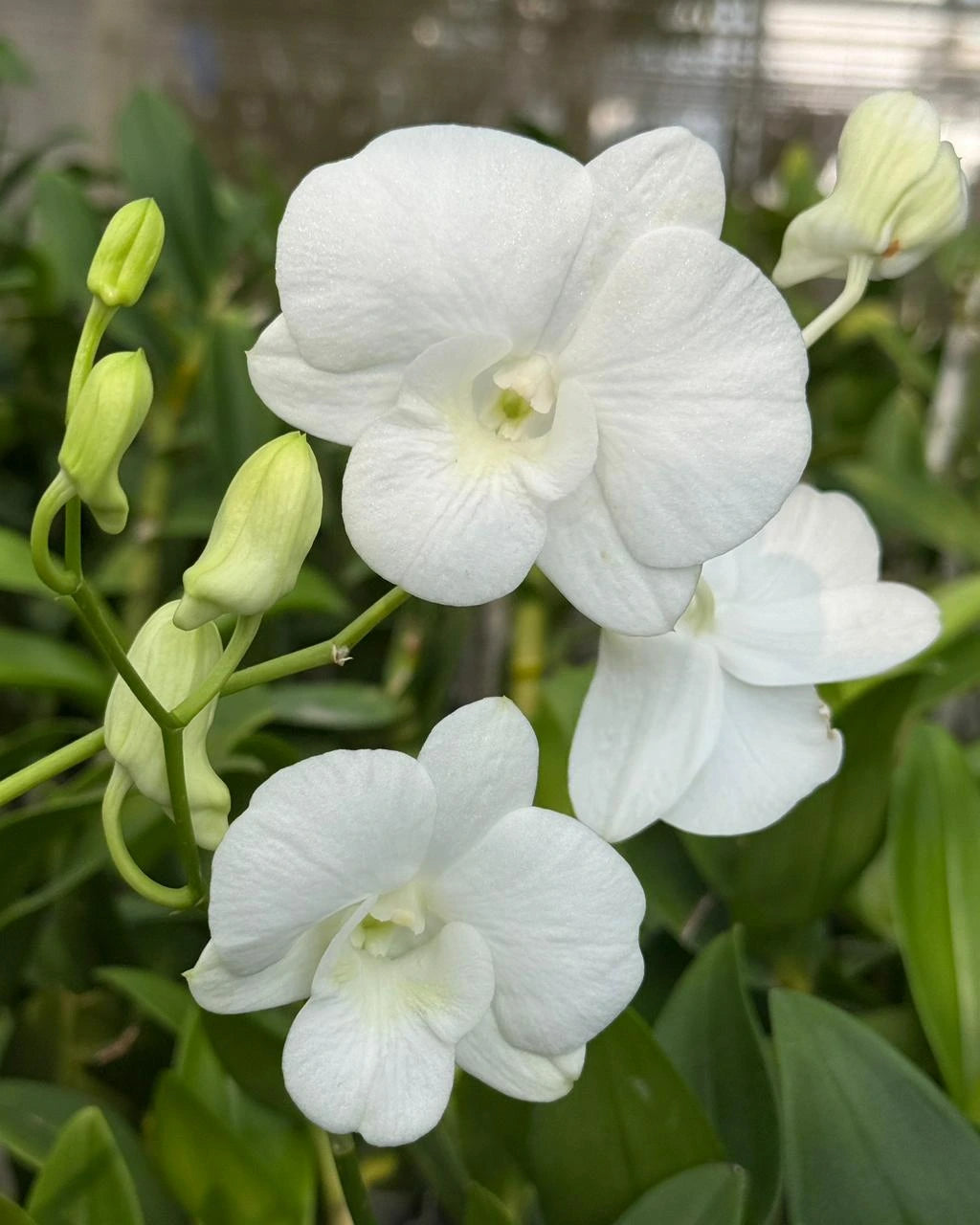 Dendrobium BL 1354 White
